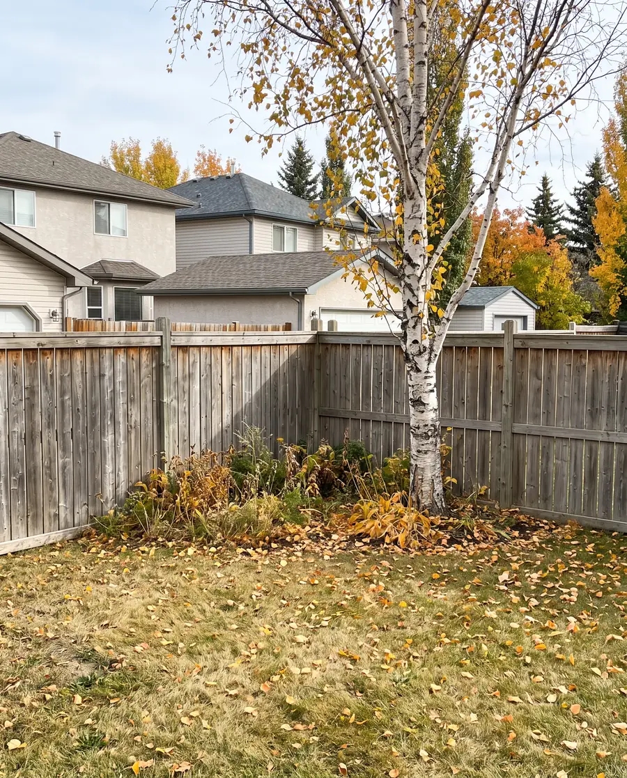 A clean backyard corner along a wooden fence, under a birch tree